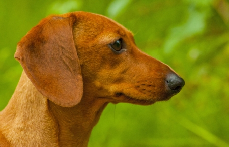 Intrigued Dachshund の写真素材