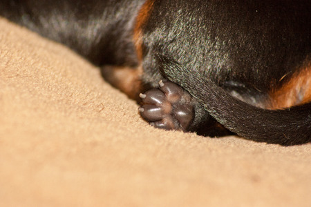 Miniature Dachshund with its pawの写真素材