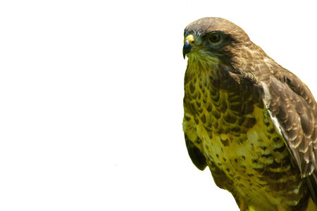 Side view of an eagle on isolated backgroundの写真素材