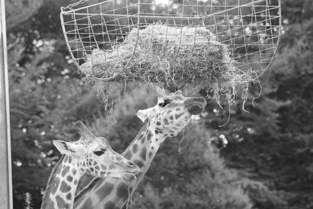 Two giraffes eating from a suspended basket aboveの写真素材