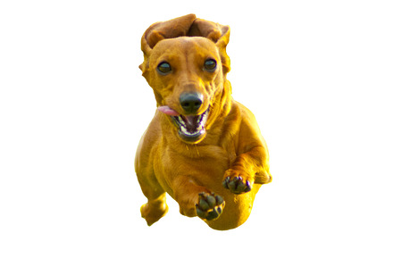 Dachshund running fast towards cameraの写真素材