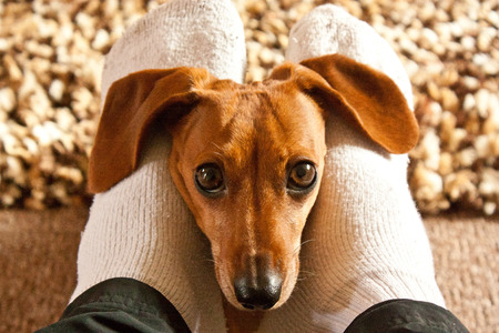 Tan Dachshund with its head stuck in between human\\の写真素材