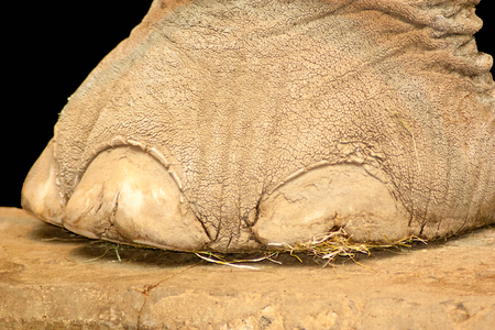 Close up of an elephant\\の写真素材