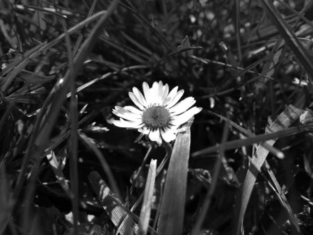 Small flower surrounded by grassの写真素材