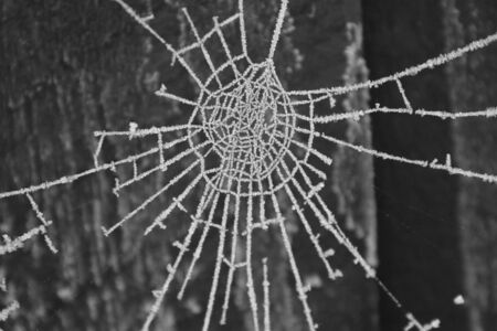 Icy Soider\\の写真素材