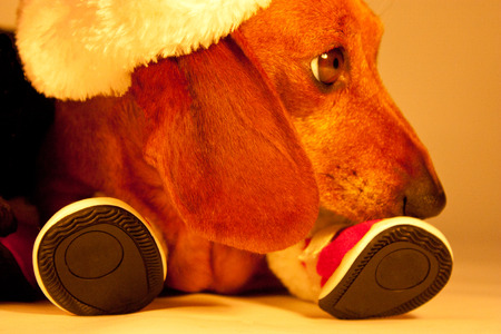 Dachshund Christmasの写真素材