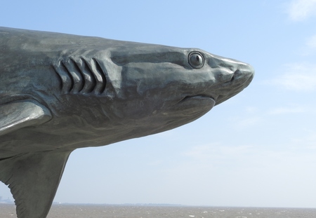 Sharks Headの写真素材