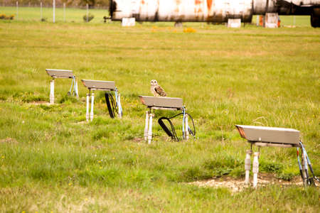 Airport Wildlifeの写真素材