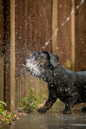 Miniature Dachshund Water Playの写真素材
