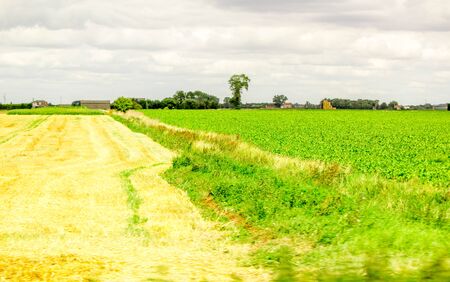 A scrubby field, during the winter months.