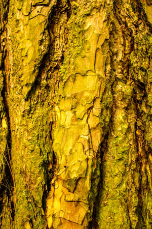 A closeup of a tree trunk.の写真素材