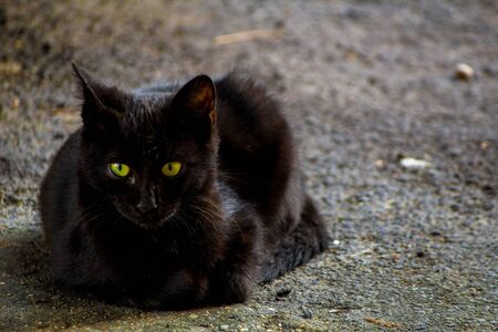 A gorgeous black stray kitten with stunning eyes, posing for the camera.の写真素材