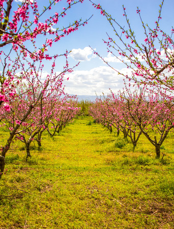 A beautiful food crop in Sicily, Italy.の写真素材