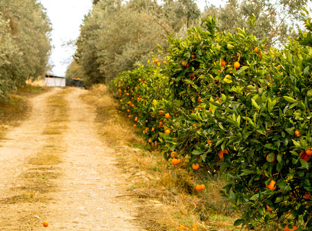 A beautiful view of delicious oranges in an orange orchid, in Sicily, Italy.の写真素材