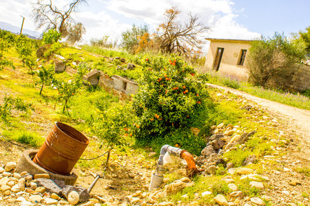 A beautiful view of delicious oranges in an orange orchid, in Sicily, Italy.の写真素材