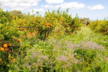 A beautiful view of delicious oranges in an orange orchid, in Sicily, Italy.の写真素材