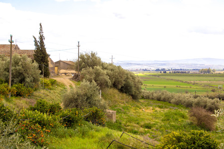 A beautiful food crop in Sicily, Italy.の写真素材