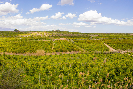 A beautiful food crop in Sicily, Italy.の写真素材