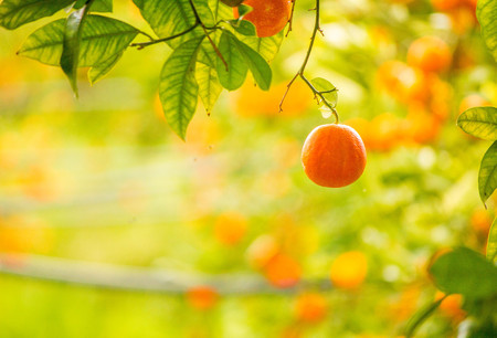A beautiful view of delicious oranges in an orange orchid, in Sicily, Italy.の写真素材