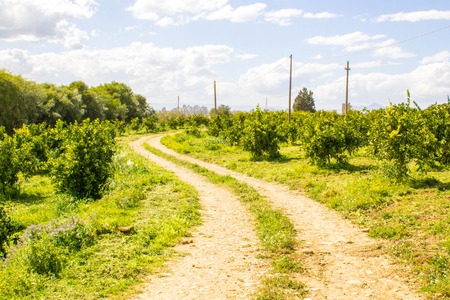A typical track through the beautiful countryside of Sicily, Italy, during the summer.の写真素材