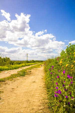 A typical track through the beautiful countryside of Sicily, Italy, during the summer.の写真素材