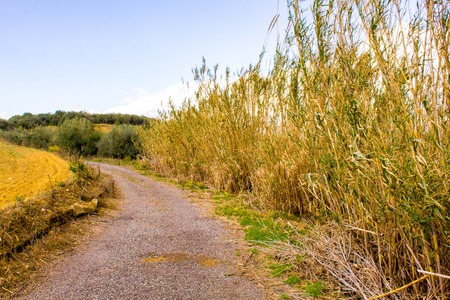 A typical track through the beautiful countryside of Sicily, Italy, during the summer.の写真素材