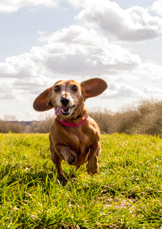 A Miniature Smooth Haired Dachshund in a field.の写真素材