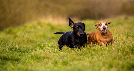 A Miniature Smooth Haired Dachshund in a field.