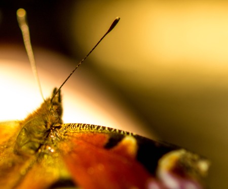 A beautiful orange butterfly.の写真素材