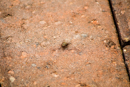 A typical fly sitting on garden bricks.