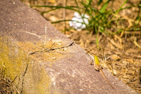 A typical lizard seen in the countryside of Sicily, Italy.の写真素材