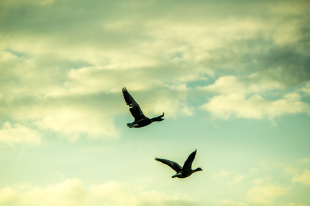 Two Geese take off into the skies, silhouetted against the bright sky.の写真素材