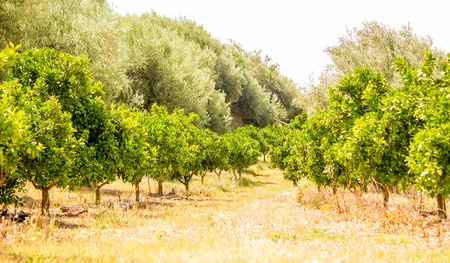 A view across the typial crops / orchids of Sicily, in Italy.の写真素材