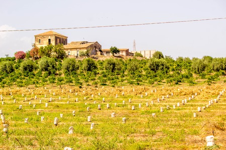 A view across the typial crops / orchids of Sicily, in Italy.の写真素材