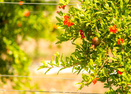 Pomegranate trees in an orchid in Sicily, Italy.の写真素材