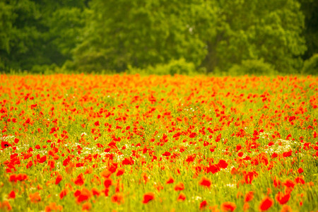 A field of beautiful red poppies growing in the heart of England, UK.の写真素材