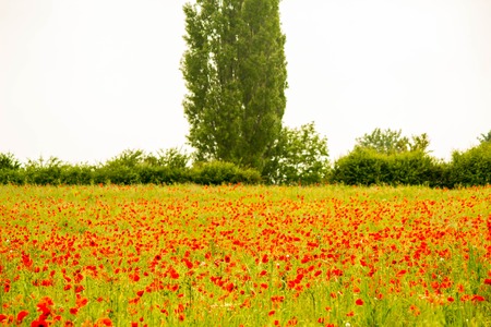 A field of beautiful red poppies growing in the heart of England, UK.の写真素材