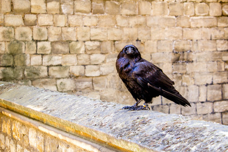 One of the many Raven birds at the Tower of London, United Kingdom.の写真素材