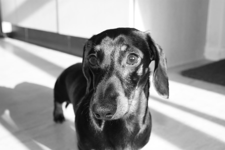 The wonderful breed of the Miniature Dachshund, dog.の写真素材
