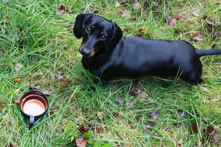 The wonderful breed of the Miniature Dachshund, dog.の写真素材