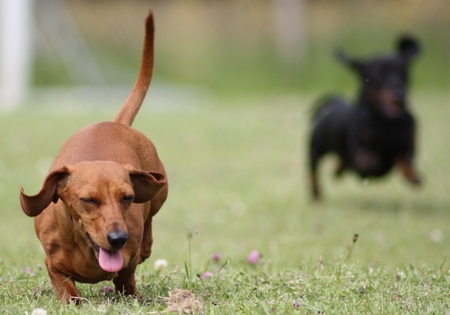 The wonderful breed of the Miniature Dachshund, dog.の写真素材