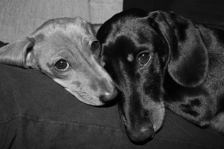 The wonderful breed of the Miniature Dachshund, dog.