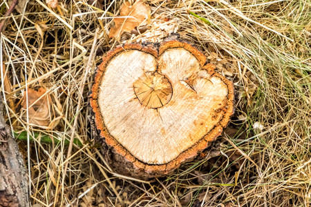 A cut down tree, section, looks like a heart.の写真素材