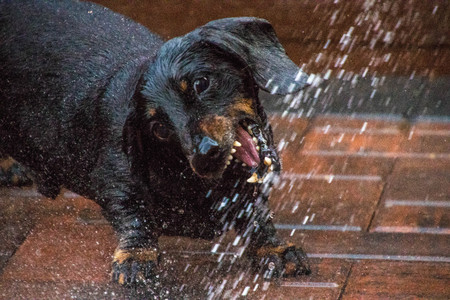 A Miniature Dachshund having funの写真素材