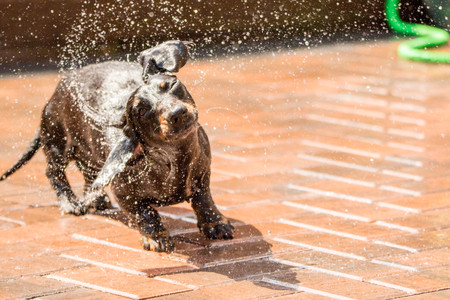A Miniature Dachshund shaking off water from a garden hose.