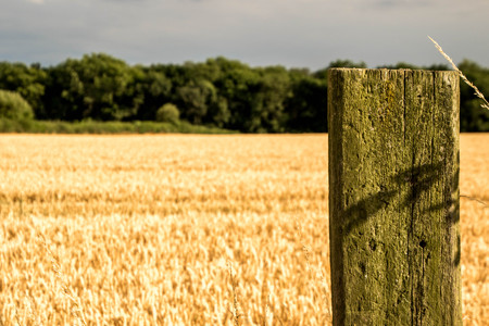 A wooden fence post with a wheat field behind.