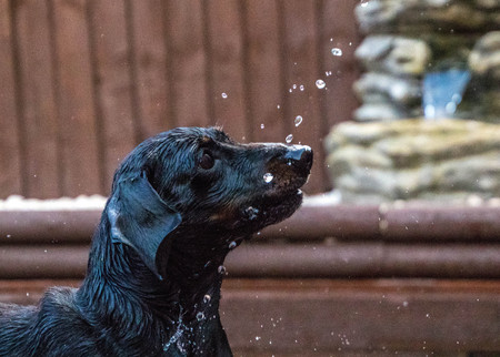 A Miniature Dachshund having funの写真素材