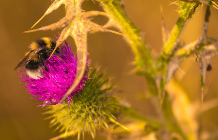A bumblebee grips onto a thistle flower, with wasps hovering close by.の写真素材