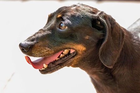 A Miniature Dachshund hot during the summer heatwave.の写真素材