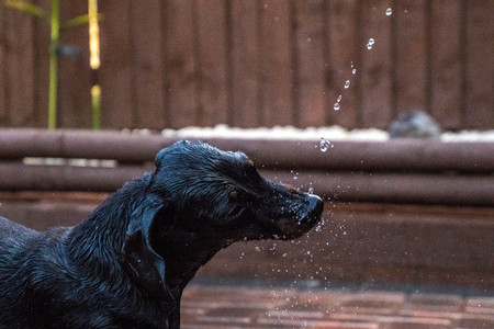 A Miniature Dachshund having funの写真素材